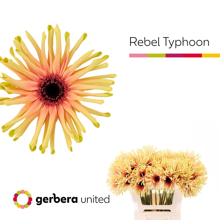 <h4>GERBERA REBEL TYPHOON</h4>