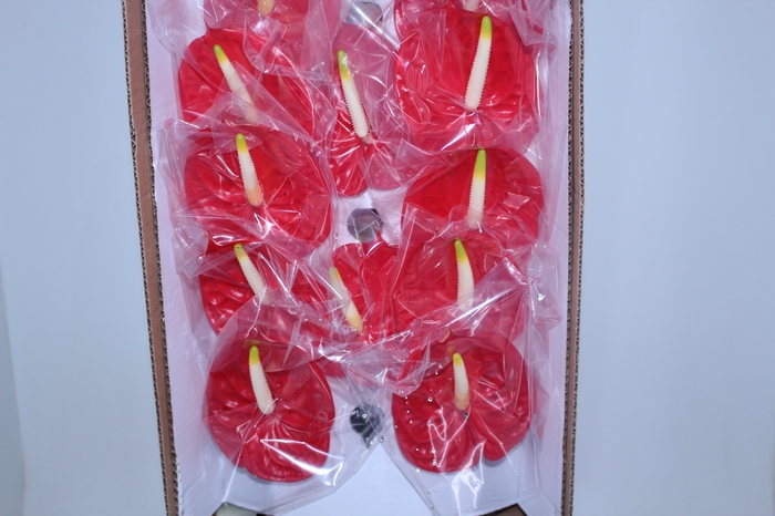ANT TROPICAL 11/13 040 CM DIAM MIN 11 CM VERMELHO