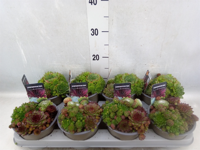 Sempervivum   ...mix