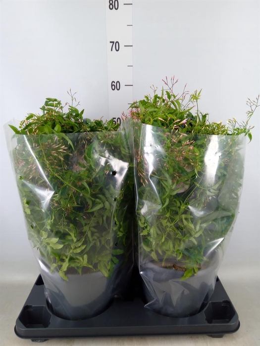 <h4>Jasminum polyanthum</h4>