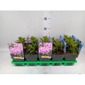 Phlox panic. 'Uspech'