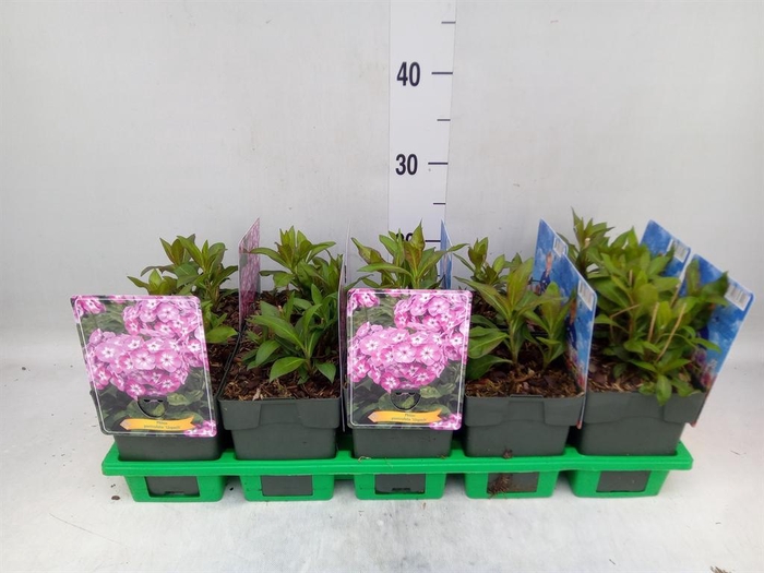 <h4>Phlox panic. 'Uspech'</h4>