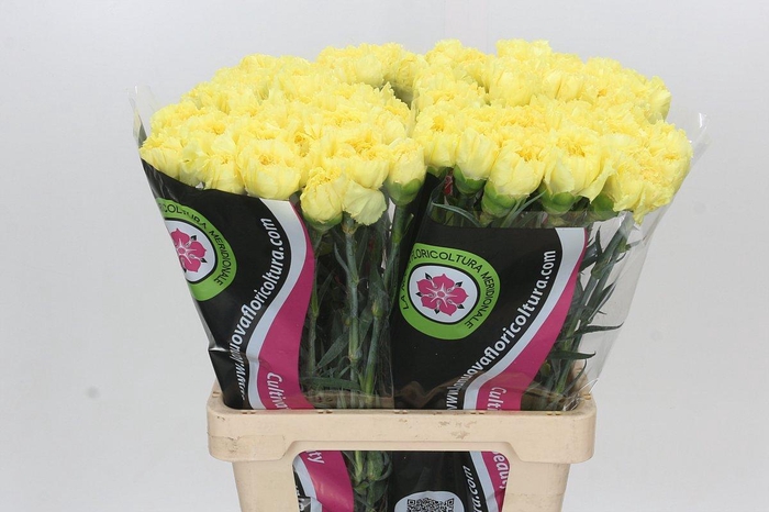 <h4>Dianthus St Zelda</h4>