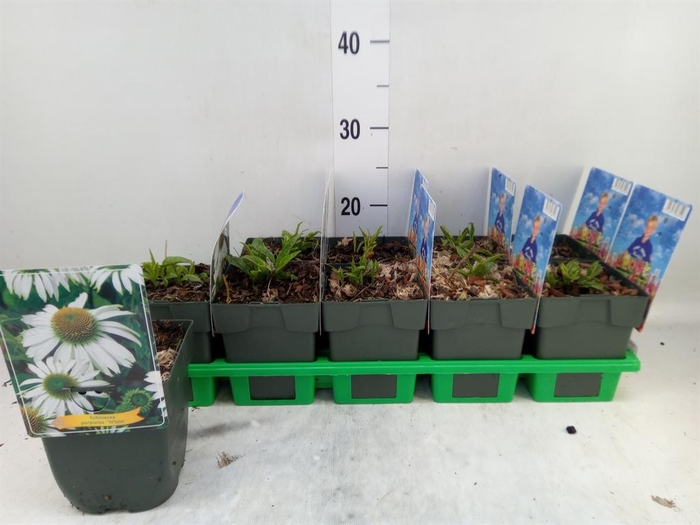 <h4>Echinacea purp.</h4>