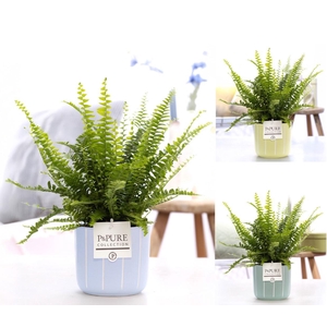 Nephrolepis Green Lady in P&PURE Fleur ceramics ass. 3