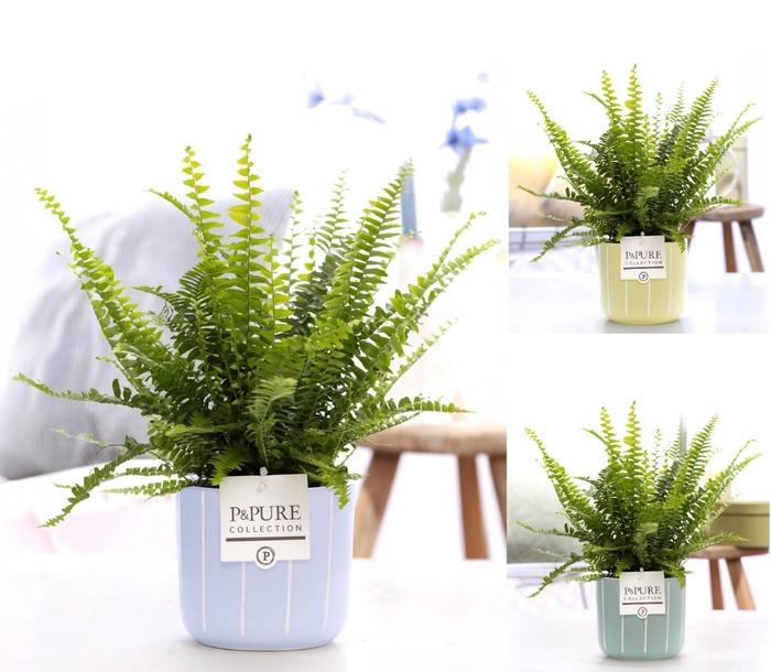 <h4>Nephrolepis Green Lady in P&PURE Fleur ceramics ass. 3</h4>