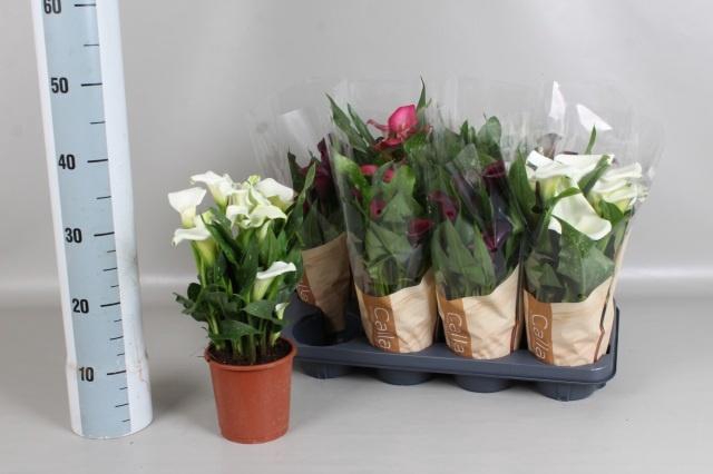 <h4>ZANT GEM 4 KL</h4>