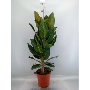 Ficus benghalensis 'Joy'