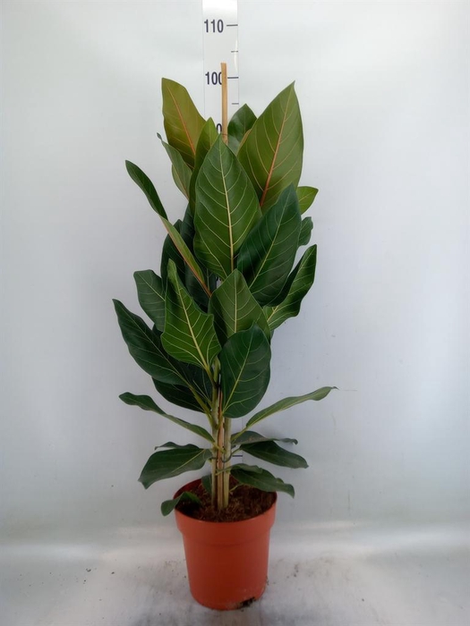 <h4>Ficus benghalensis 'Joy'</h4>