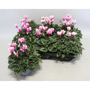 Cyclamen Super Serie Fuji Neon Pink