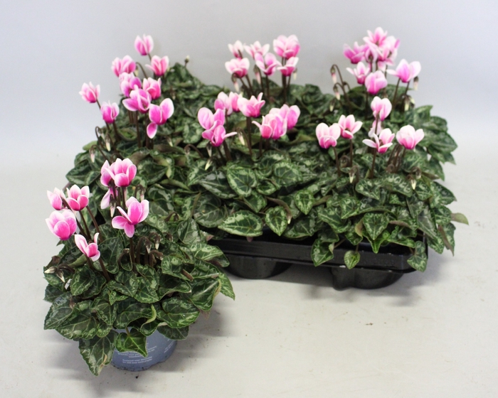 <h4>Cyclamen Super Serie Fuji Neon Pink</h4>