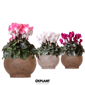 Cyclamen mix in Ancient pot brown