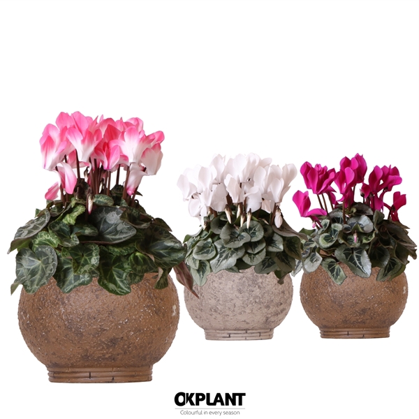 <h4>Cyclamen mix in Ancient pot brown</h4>