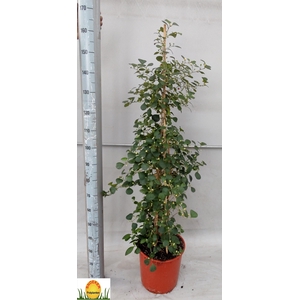 FICUS DELTOIDEA