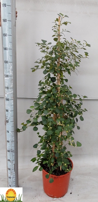 <h4>FICUS DELTOIDEA</h4>