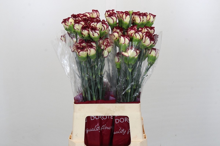 <h4>Dianthus St Bostick</h4>