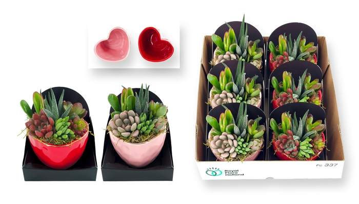 <h4>ARR SUCCULENTEN</h4>