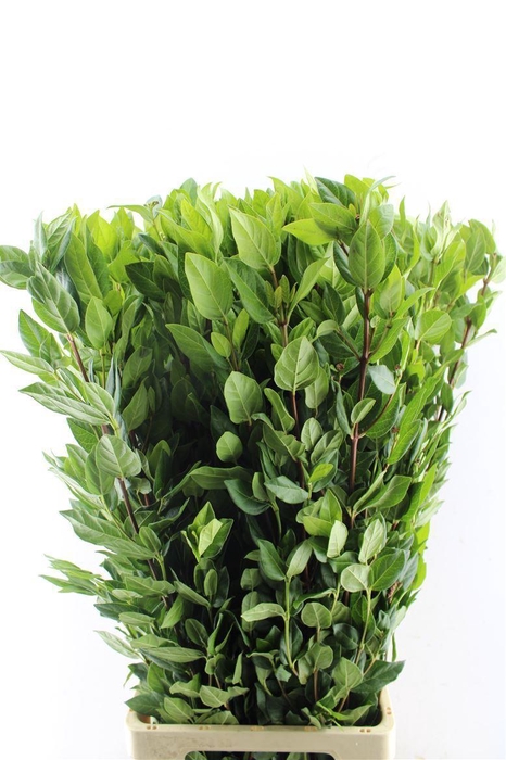 <h4>Viburnum Leaves</h4>