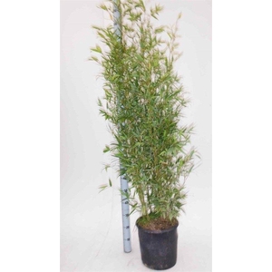 PHYLL AUREA