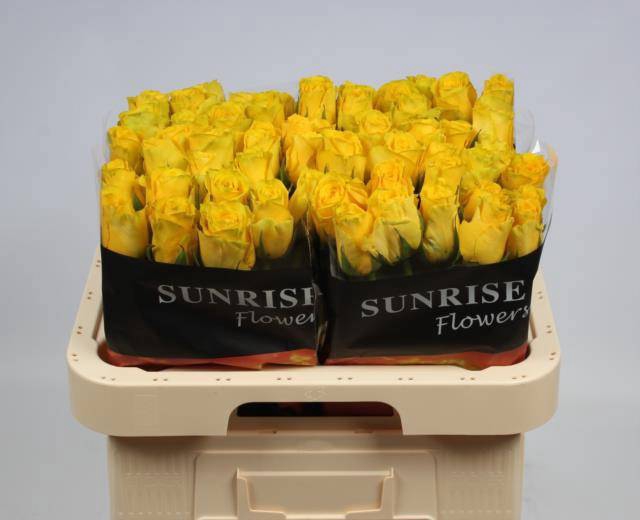 <h4>R GR GOLDFINCH</h4>