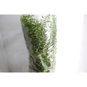 SAMAMBAIA RABO DE PEIXE C28