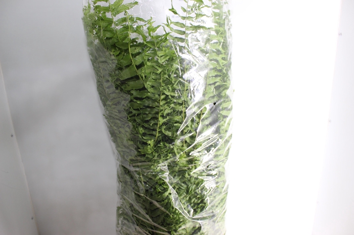 <h4>SAMAMBAIA RABO DE PEIXE C28</h4>