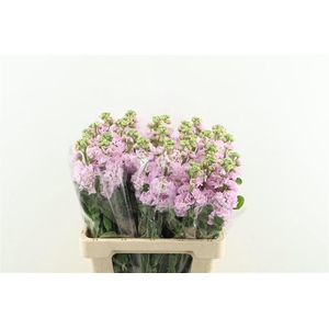 Matth. Iron Cherryblossom 60cm