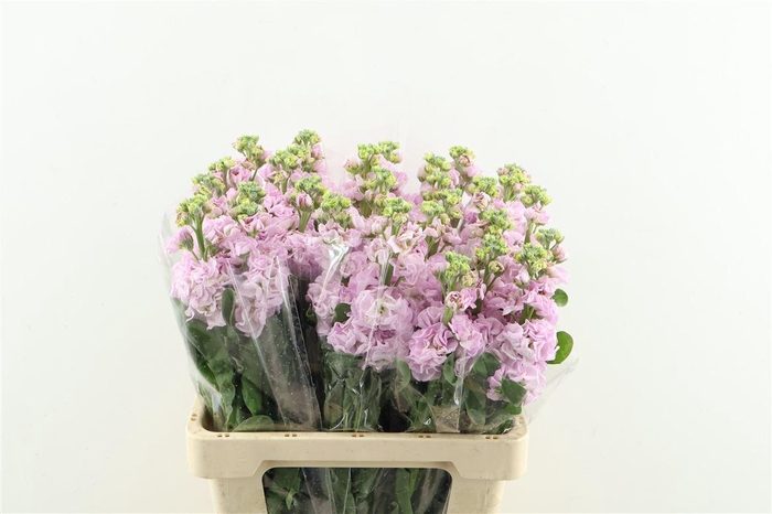<h4>Matth. Iron Cherryblossom 60cm</h4>