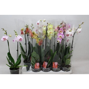 PHAL GEM