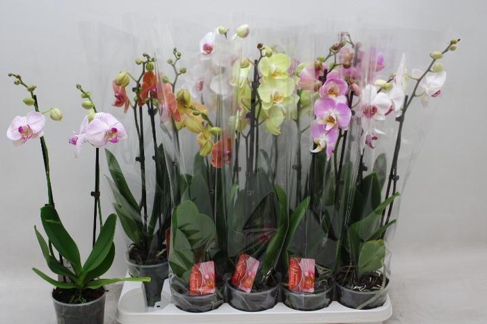 <h4>PHAL GEM</h4>