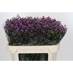 AST ASTEE M BABY PIN