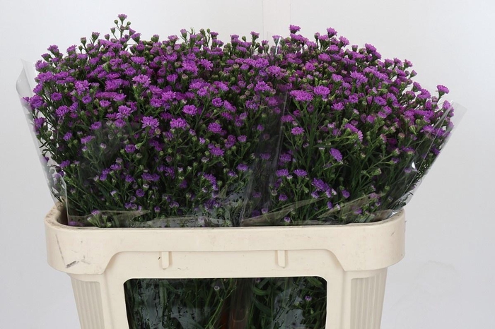 <h4>AST ASTEE M BABY PIN</h4>