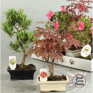 BONSAI GEM