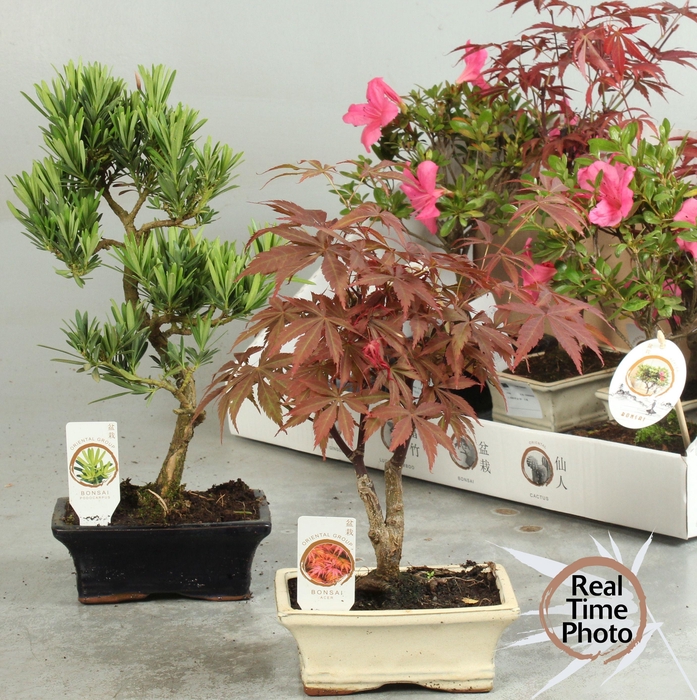 <h4>BONSAI GEM</h4>
