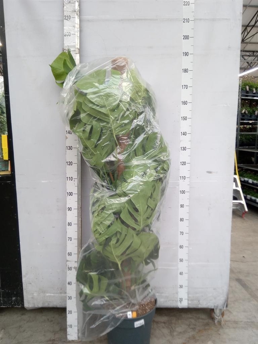 <h4>Monstera pertusum</h4>