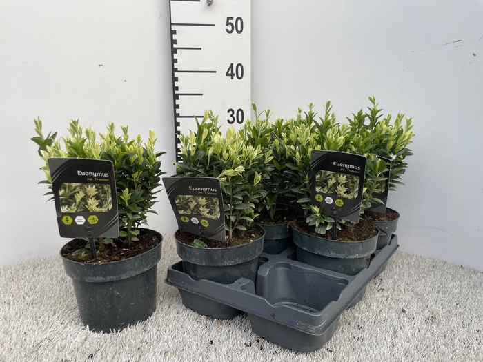 <h4>EUONYMUS JAPONICUS</h4>
