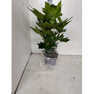 FATSIA OV