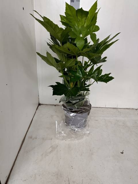 <h4>FATSIA OV</h4>