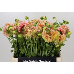 Dahlia Sweet Suzanne