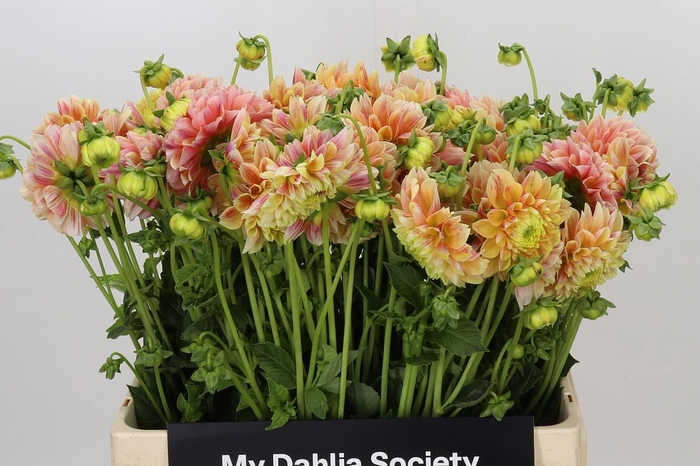 <h4>Dahlia Sweet Suzanne</h4>