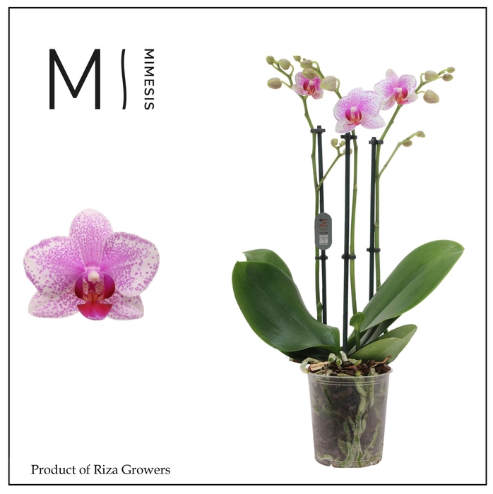 <h4>Phalaenopsis Rotterdam 3 spike - 12cm | Mimesis</h4>