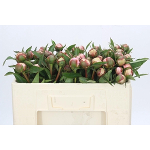 Paeonia Alertie