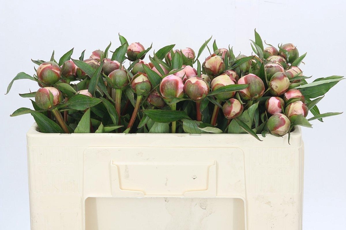 <h4>Paeonia Alertie</h4>