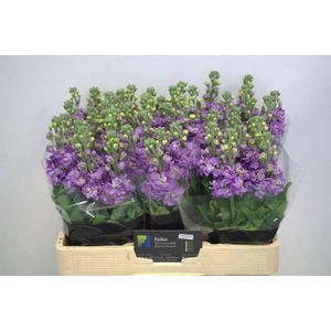 MATTH MATHILDA LAVEN