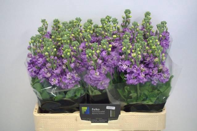 <h4>MATTH MATHILDA LAVEN</h4>