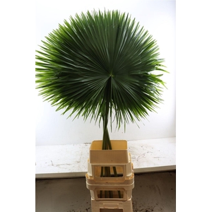 Livistonia Cut Extra