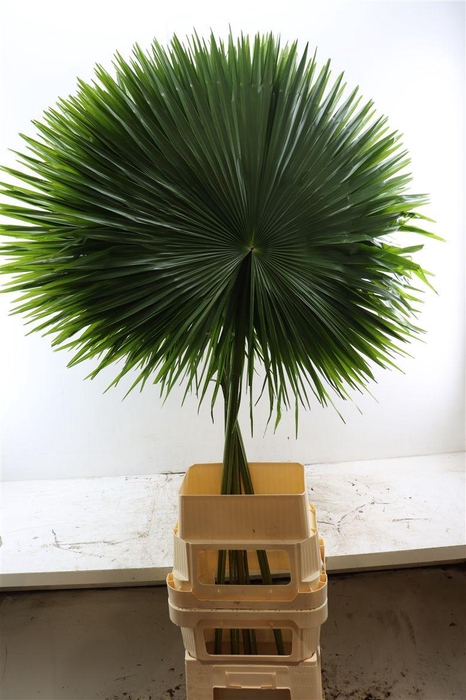 <h4>Livistonia Cut Extra</h4>