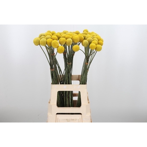 Craspedia Yellow Xl