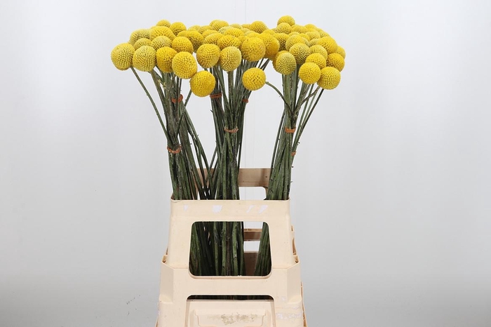 <h4>Craspedia Yellow Xl</h4>