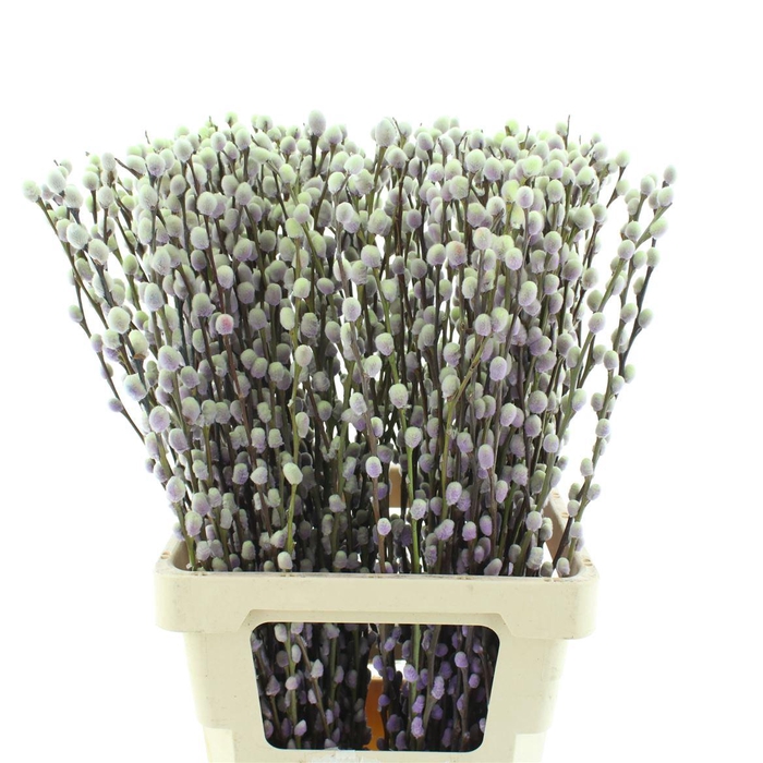 <h4>Salix Snow Flake Klb Purple Fresh</h4>